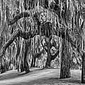 Spanish Moss in Black and White Photograph by Debra and Dave Vanderlaan Spanish Moss in Black and White Photograph by Debra and Dave Vanderlaan