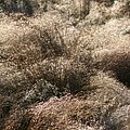 Sparkling Grasses by Nadine Rippelmeyer Sparkling Grasses by Nadine Rippelmeyer