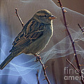 Sparrow In A Weave by Janice Pariza Sparrow In A Weave by Janice Pariza