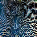 Spider's Net Photograph by Heiko Koehrer-Wagner Spider's Net Photograph by Heiko Koehrer-Wagner