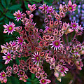 Spiky Flowers Painting by Omaste Witkowski Spiky Flowers Painting by Omaste Witkowski