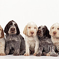 Spinone Puppy Dogs Photograph by John Daniels Spinone Puppy Dogs Photograph by John Daniels