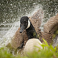 Splishing And Splashing by Karol Livote Splishing And Splashing by Karol Livote