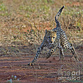 Spotted Energy... Photograph by Nina Stavlund Spotted Energy... Photograph by Nina Stavlund