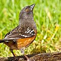 Spotted Towhee Looking Up Photograph by Jeff Goulden Spotted Towhee Looking Up Photograph by Jeff Goulden
