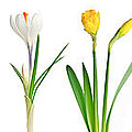 Spring flowers 1 Photograph by Elena Elisseeva Spring flowers 1 Photograph by Elena Elisseeva