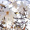 Spring Flowers by Sharon Popek Spring Flowers by Sharon Popek