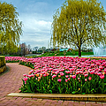 Spring Garden by Julie Palencia