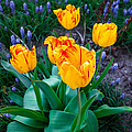 Spring by Gina Gardner