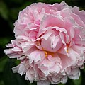 Spring in Pink by Christiane Schulze Art And Photography Spring in Pink by Christiane Schulze Art And Photography