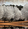 Spring Pear Blossoms Photograph by Kathy Baccari Spring Pear Blossoms Photograph by Kathy Baccari