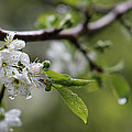 Spring showers by Kim Mobley