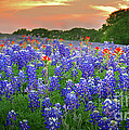 Springtime Sunset in Texas - Texas Bluebonnet wildflowers landscape flowers paintbrush Photograph by Jon Holiday
