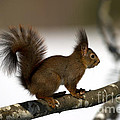Squirrel profile Photograph by Torbjorn Swenelius Squirrel profile Photograph by Torbjorn Swenelius