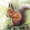 Squirrel Watercolor Art Painting by Olga Shvartsur Squirrel Watercolor Art Painting by Olga Shvartsur