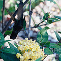 St. Lucian Hummingbird Photograph by Laurel Best St. Lucian Hummingbird Photograph by Laurel Best