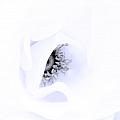 Stamens in Blue Photograph by Spikey Mouse Photography Stamens in Blue Photograph by Spikey Mouse Photography