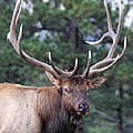 Stare Down by Shane Bechler Stare Down by Shane Bechler