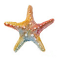 Starfish Painting by Amy Kirkpatrick Starfish Painting by Amy Kirkpatrick