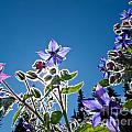 Starflower Borago Officinalis by Stephan Pietzko Starflower Borago Officinalis by Stephan Pietzko