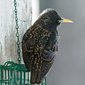 Starling Photograph by Holden The Moment Starling Photograph by Holden The Moment