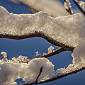 Staying Warm Photograph by Steven Santamour Staying Warm Photograph by Steven Santamour