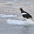 Stellers Sea Eagle On Ice Floe Hokkaido Photograph by Thomas Marent Stellers Sea Eagle On Ice Floe Hokkaido Photograph by Thomas Marent