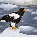 Stellers Sea Eagle On Ice Hokkaido Japan Photograph by Thomas Marent Stellers Sea Eagle On Ice Hokkaido Japan Photograph by Thomas Marent