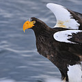Stellers Sea Eagle Taking Flight Photograph by Thomas Marent Stellers Sea Eagle Taking Flight Photograph by Thomas Marent