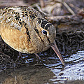 Streamside Woodcock by Timothy Flanigan Streamside Woodcock by Timothy Flanigan