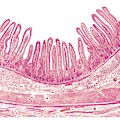 Structure Of The Duodenal Wall Poster by Asklepios Medical Atlas