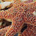 Study of a Starfish Photograph by Tikvah's Hope Study of a Starfish Photograph by Tikvah's Hope