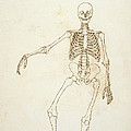 Study Of The Human Figure, Anterior View, From A Comparative Anatomical Exposition Of The Structure by George Stubbs Study Of The Human Figure, Anterior View, From A Comparative Anatomical Exposition Of The Structure by George Stubbs