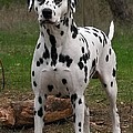 Such a Prince by Blair Stuart