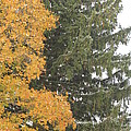 Sugar Maple and Evergreen Photograph by Valerie Collins Sugar Maple and Evergreen Photograph by Valerie Collins