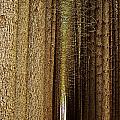 Sugar Pine Walk Photograph by Blair Stuart Sugar Pine Walk Photograph by Blair Stuart