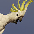 Sulphur-crested Cockatoo Displaying Photograph by Martin Willis Sulphur-crested Cockatoo Displaying Photograph by Martin Willis
