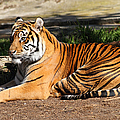 Sumatran Tiger 7d27310 by Wingsdomain Art and Photography Sumatran Tiger 7d27310 by Wingsdomain Art and Photography