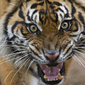 Sumatran Tiger Male Snarling Native Photograph by San Diego Zoo Sumatran Tiger Male Snarling Native Photograph by San Diego Zoo