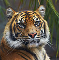 Sumatran Tiger Photograph by Martin Willis Sumatran Tiger Photograph by Martin Willis