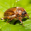 Summer Chafer Beetle Photograph by Frank Teigler Summer Chafer Beetle Photograph by Frank Teigler