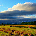 Summer Harvest Photograph by Brook Burling