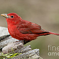 Summer Tanager Photograph by Anthony Mercieca Summer Tanager Photograph by Anthony Mercieca