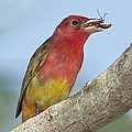 Summer Tanager Eating Wasp Photograph by Anthony Mercieca Summer Tanager Eating Wasp Photograph by Anthony Mercieca