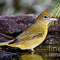 Summer Tanager Female In Water Photograph by Anthony Mercieca Summer Tanager Female In Water Photograph by Anthony Mercieca