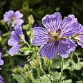 Sun bathed Geranium Photograph by Spikey Mouse Photography Sun bathed Geranium Photograph by Spikey Mouse Photography
