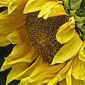 Sunflower Photograph by Ann Bridges Sunflower Photograph by Ann Bridges