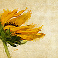 Sunflower Breezes Digital Art by Nikki Marie Smith Sunflower Breezes Digital Art by Nikki Marie Smith