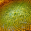 Sunflower Photograph by Christina Rollo Sunflower Photograph by Christina Rollo