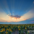 Sunflower Field at Sunset Photograph by Jim Garrison Sunflower Field at Sunset Photograph by Jim Garrison